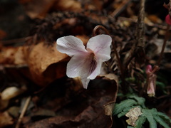 Viola eizanensis
