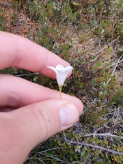 Wahlenbergia pygmaea pygmaea