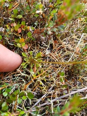 Wahlenbergia pygmaea pygmaea