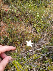 Wahlenbergia pygmaea pygmaea