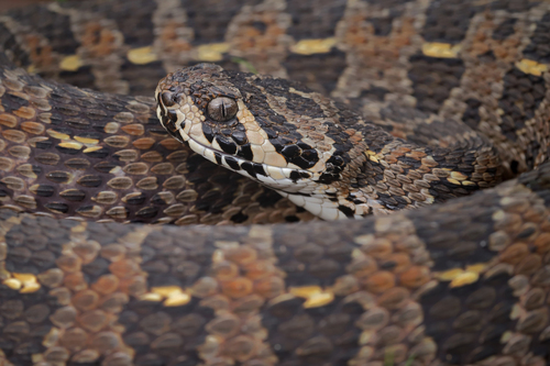 Lowland Swamp Viper