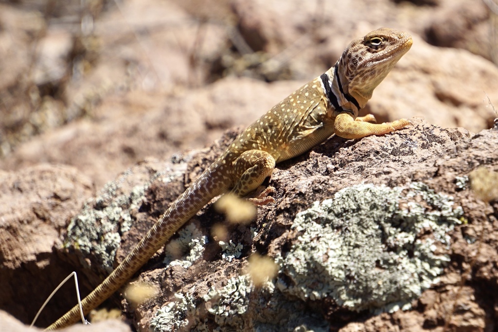 Sonoran Collared Lizard