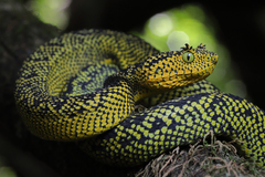Matilda's Horned Viper photo 1