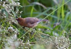 Granatina ianthinogaster