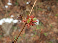 Euptelea polyandra