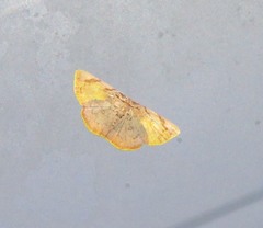 Clepsiphron calycopis