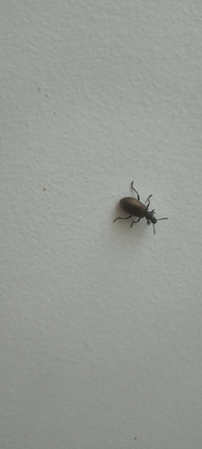 Hairy Darkling Beetle