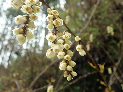 Stachyurus praecox