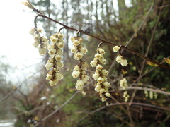 Stachyurus praecox