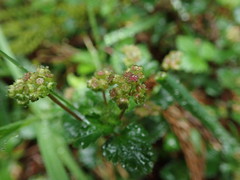 Chrysosplenium