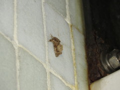 Callopistria guttulalis