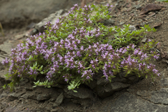 Thymus semiglaber