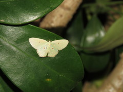 Comostola meritaria