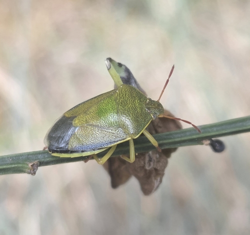 Gorse Shield Bug