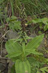 Galearis camtschatica