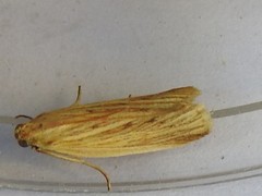 Ematheudes punctella