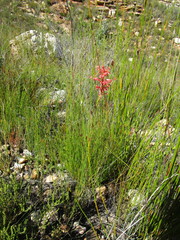 Tritoniopsis antholyza