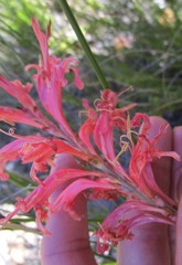 Tritoniopsis antholyza