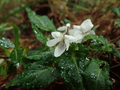 Viola shikokiana