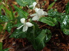 Viola shikokiana