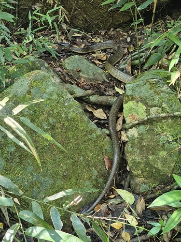Brazilian Sipo, Chironius laevicollis