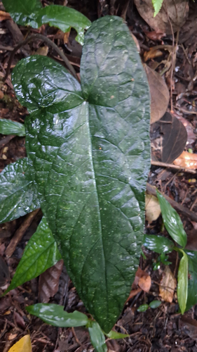 Dorstenia arifolia