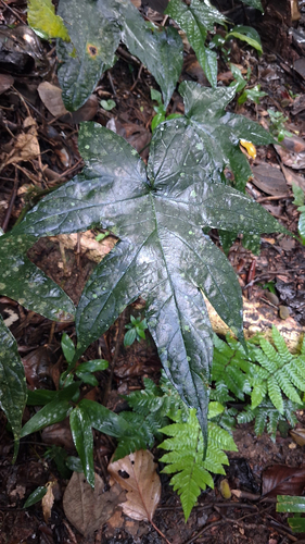 Dorstenia arifolia