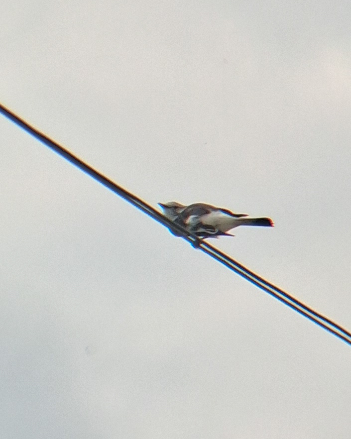 White-rumped Monjita (Xolmis velatus), photo 8