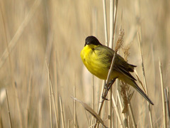 Motacilla flava feldegg