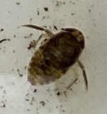 Corixoidea