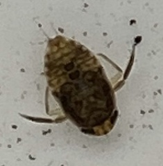 Corixoidea
