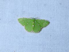 Argyrocosma inductaria