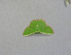 Argyrocosma inductaria