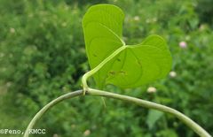 Dioscorea maciba image