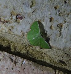 Argyrocosma inductaria