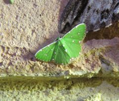 Argyrocosma inductaria