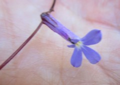 Lobelia neglecta