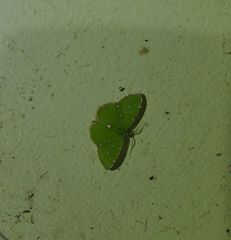 Argyrocosma inductaria