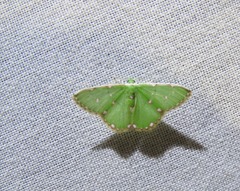 Argyrocosma inductaria