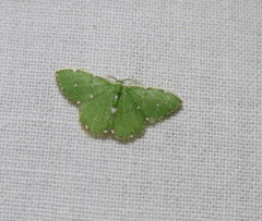 Argyrocosma inductaria