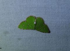 Argyrocosma inductaria