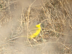 Motacilla flava thunbergi