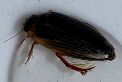 Lancetes lanceolatus