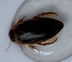 Lancetes lanceolatus