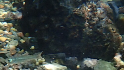 Celibela Tetra