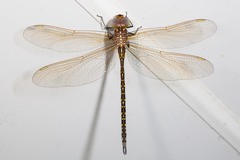 Austrogynacantha heterogena