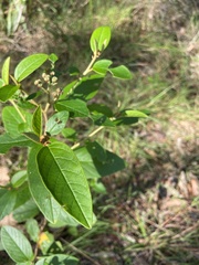 Pomaderris discolor
