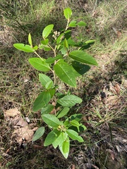 Pomaderris discolor