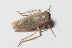 Athysanini