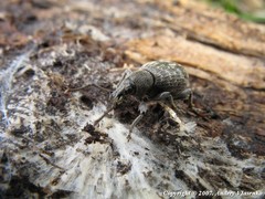 Otiorhynchus tristis